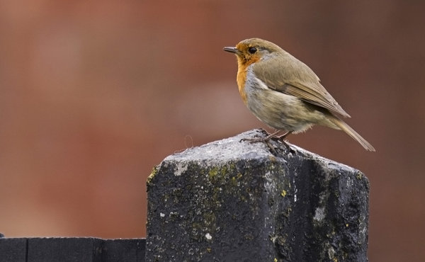 Robin