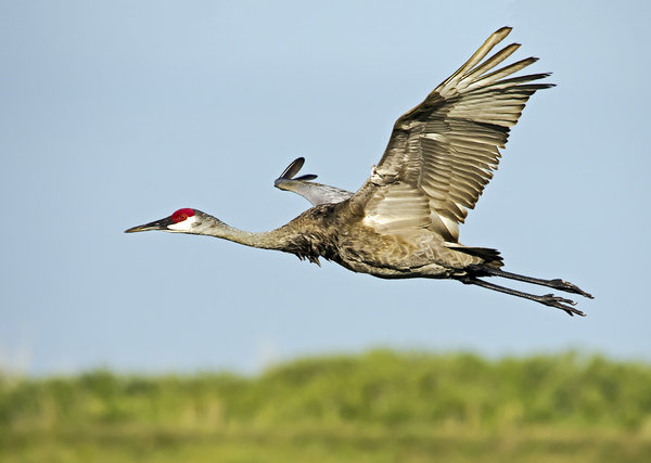 Sandhill Crane