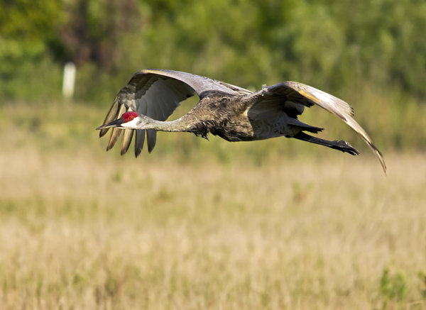 Sandhill Crane