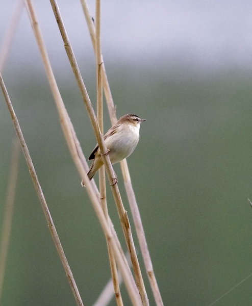 sedge warbler