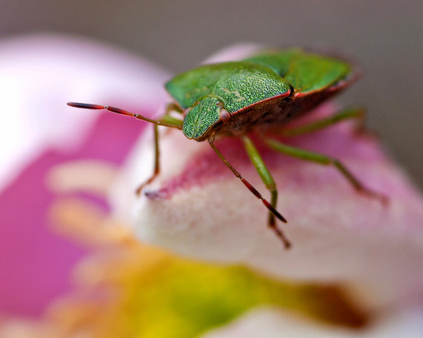 Shield Bug