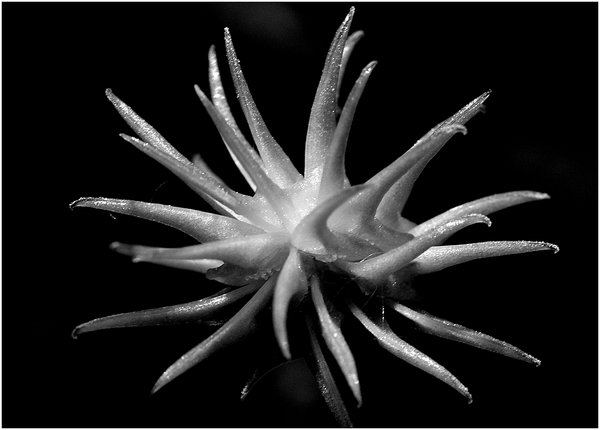 Soft Spikes
