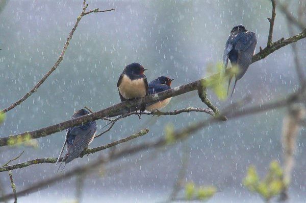 Soggy Swallows