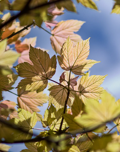 Spring maple
