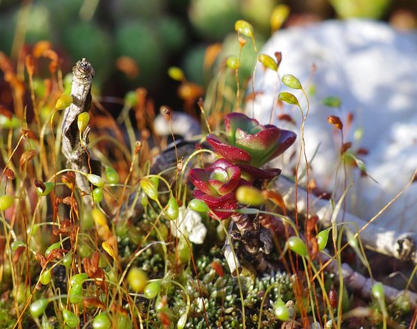 Spring Sedum Roof