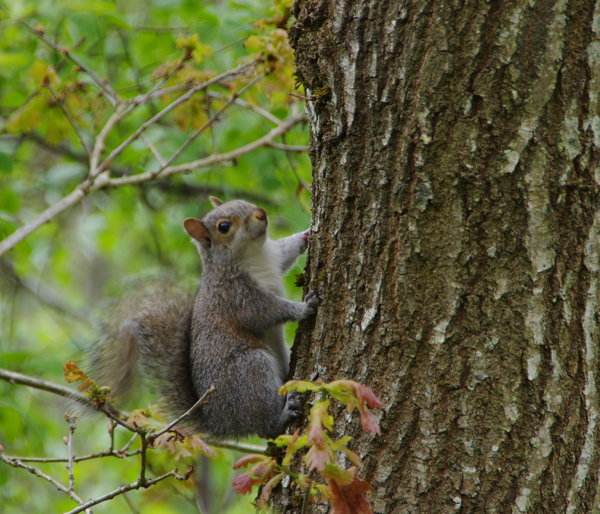squirrel