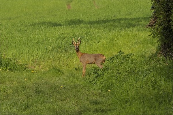 Stag Deer