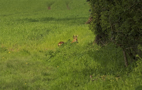 Stag Deer