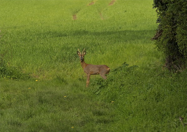 Stag Deer
