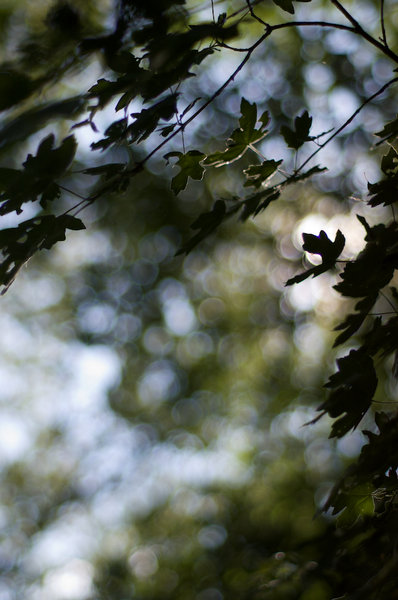 still life in the forest