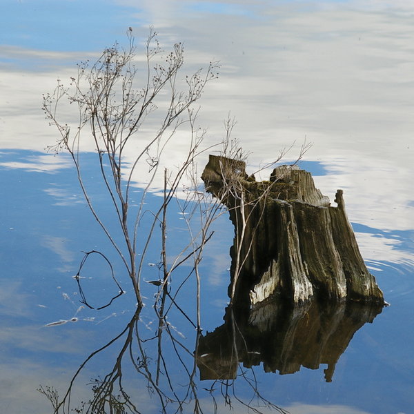 Stumped for a Title