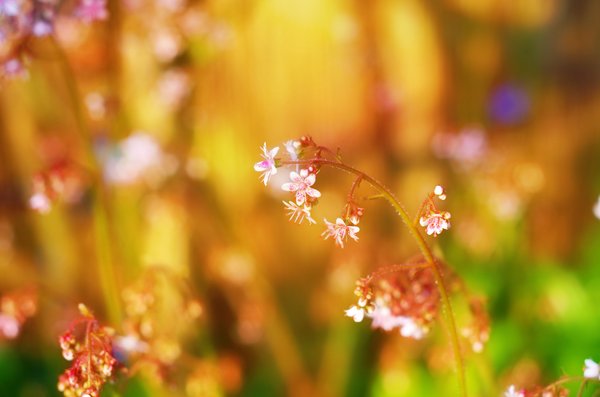 Summer colour.