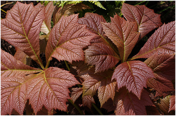 Textures in Copper Leaves