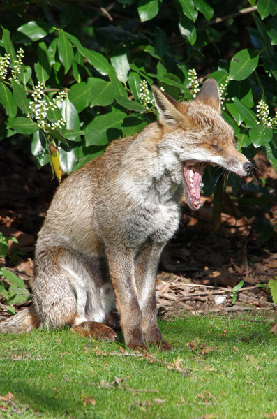 Tired of posing for that bloke with a Pentax...