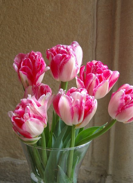 Tulips, My Favourites!!