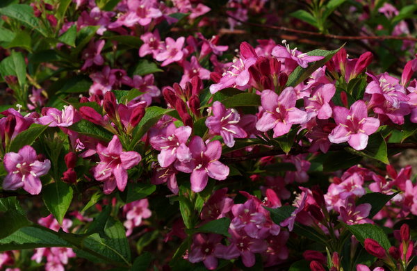 Weigela