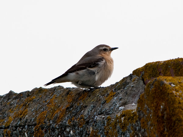 Whinchat