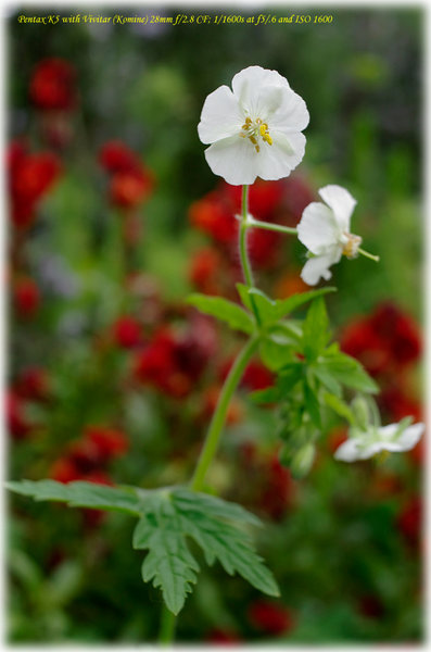 White Cranesbill (Geraniaceae)