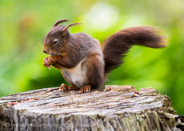 Windy Squirrel