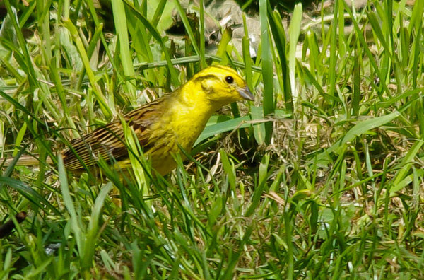 Yellow hammer?