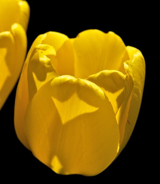 Yellow tulip