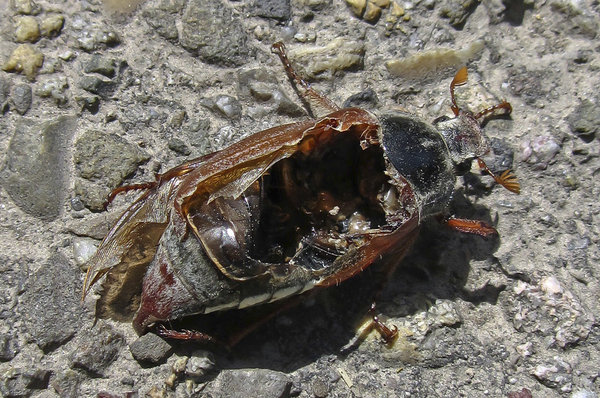 Zombie May Beetle (graphic content)