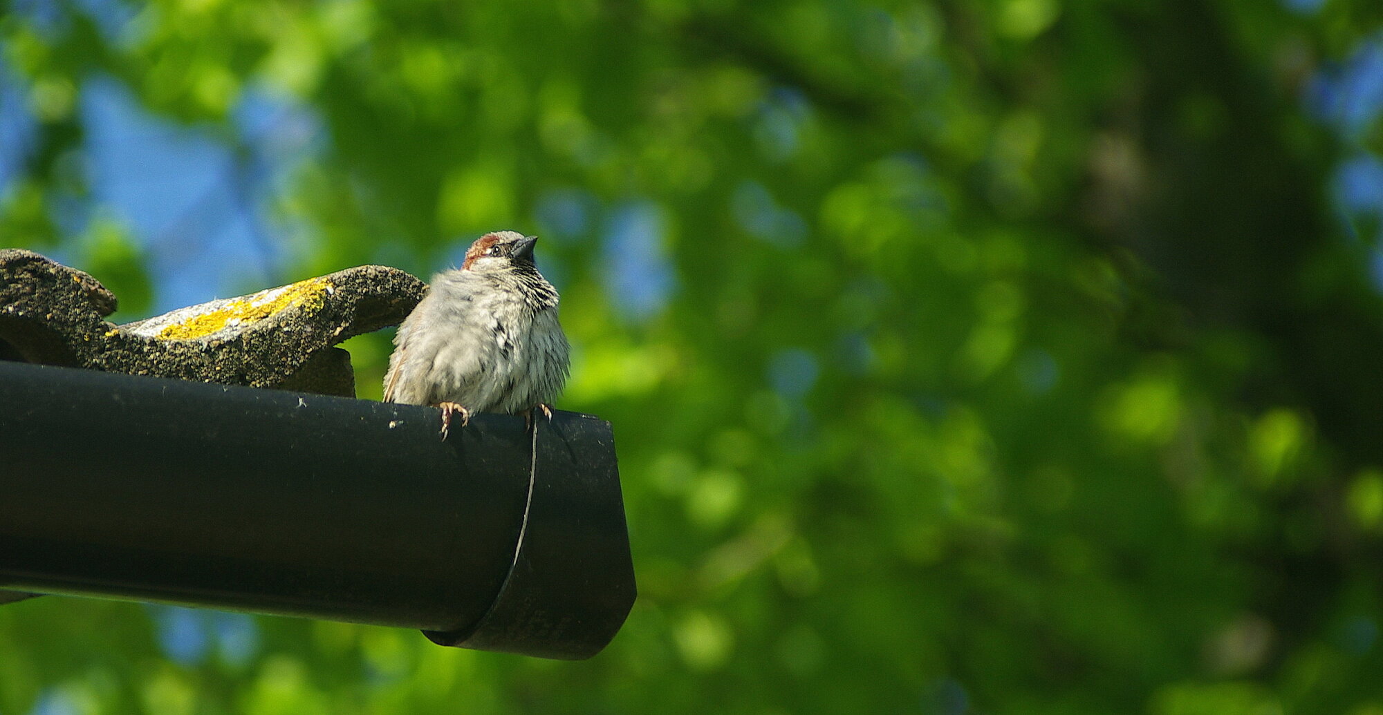 A bird