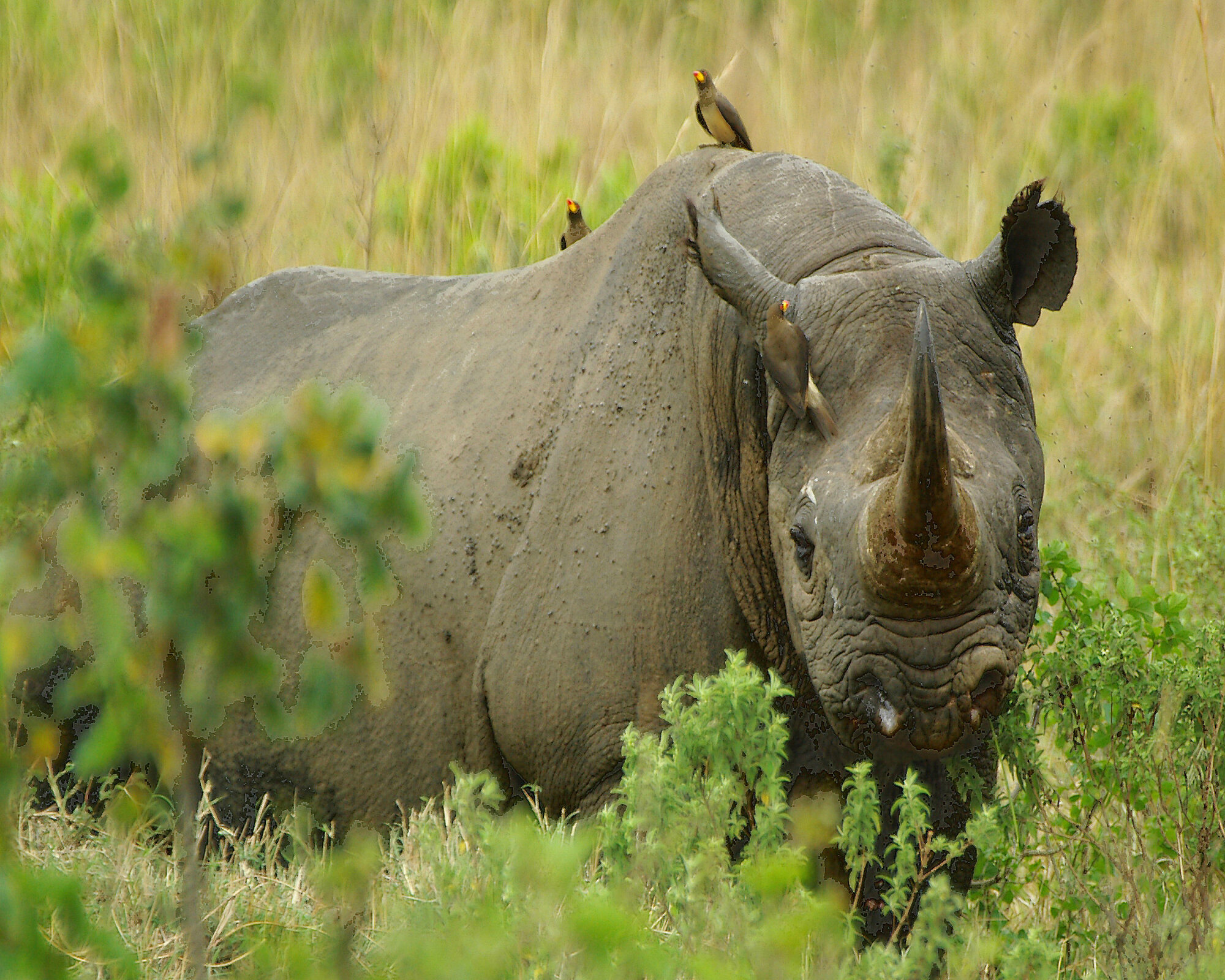 BLACK RHINO My version
