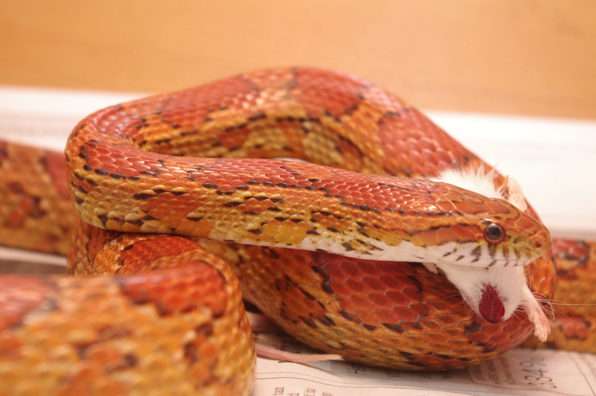 Corn snake