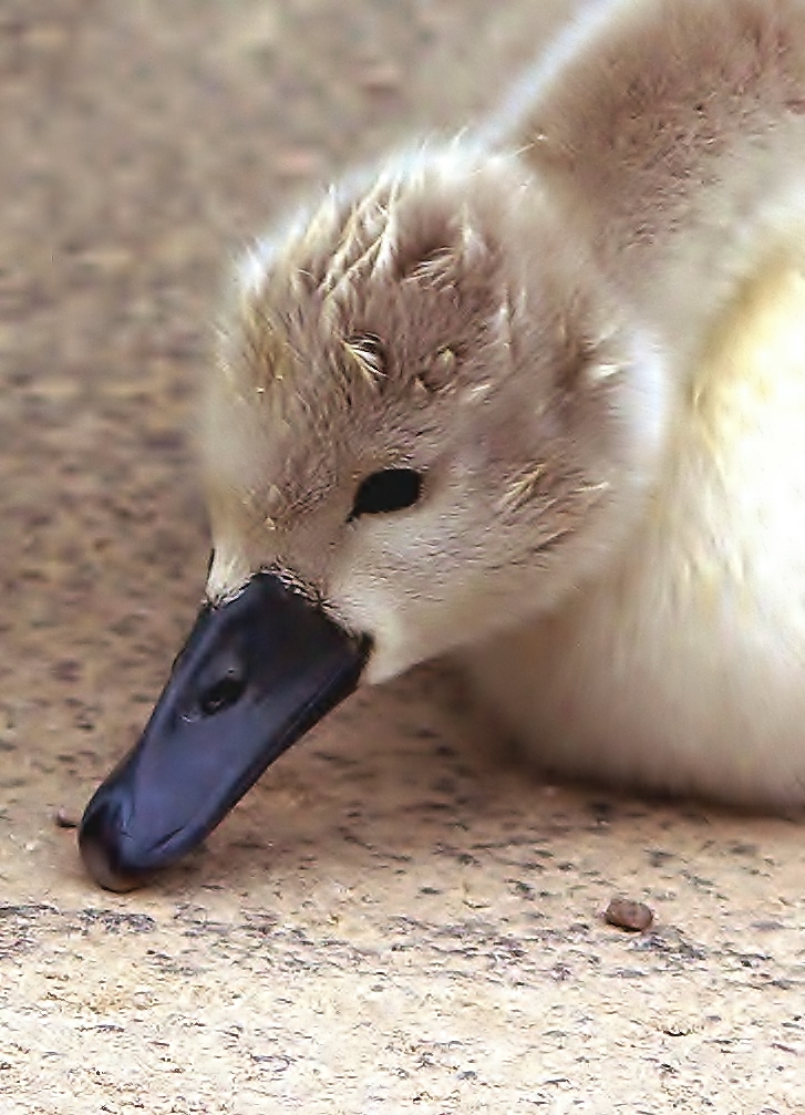 Cutey