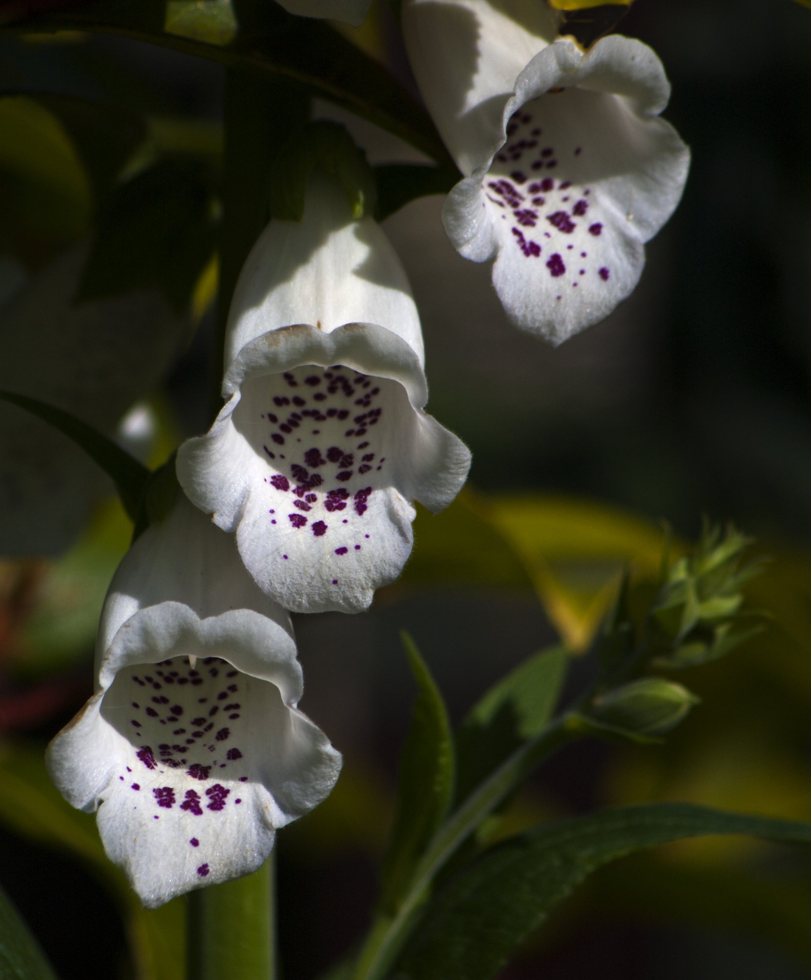 Foxgloves