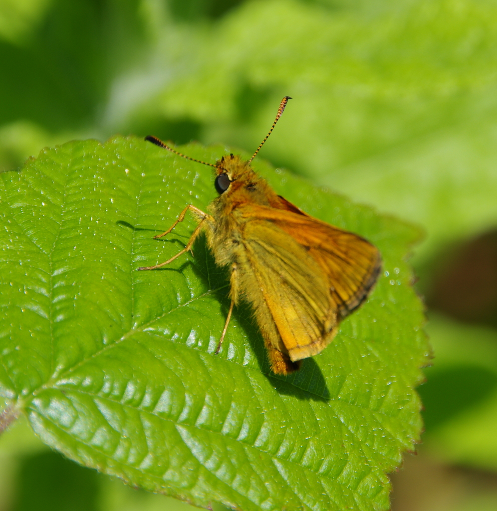 large skipper
