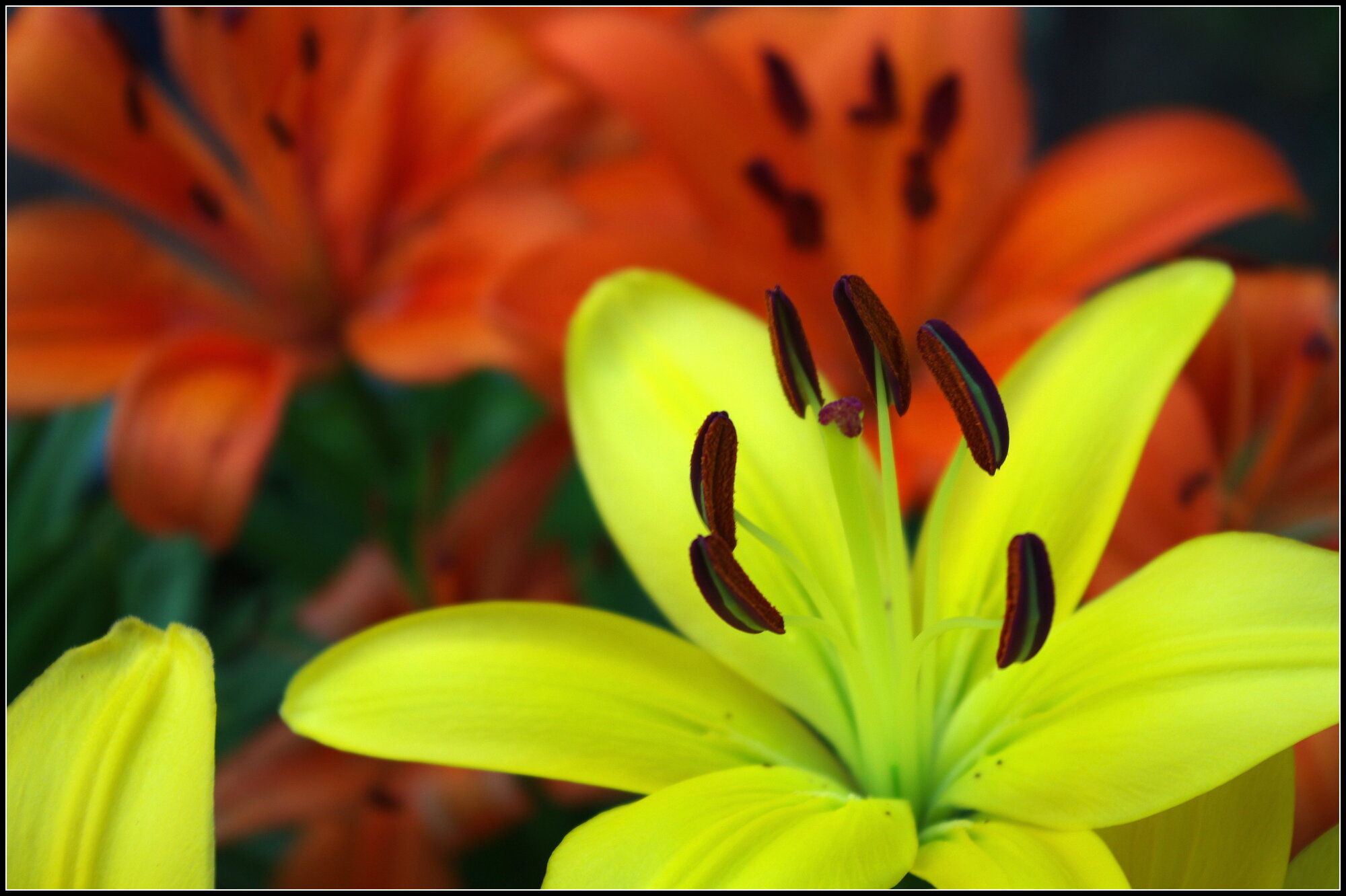 Lilies