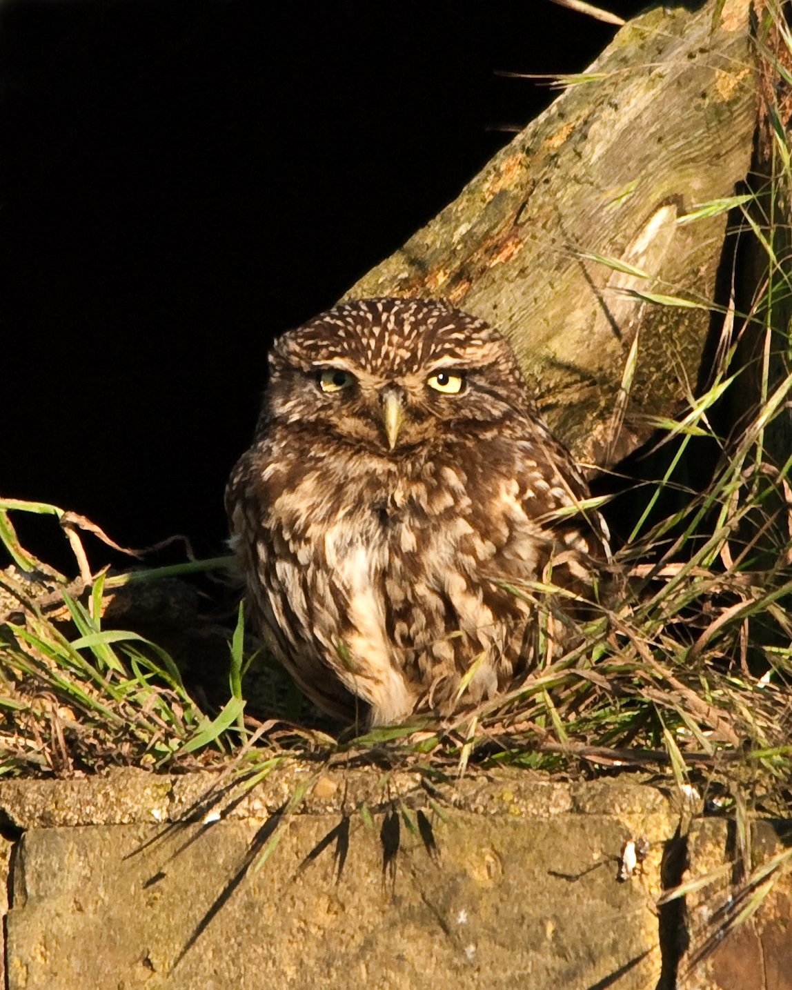 Little Owl