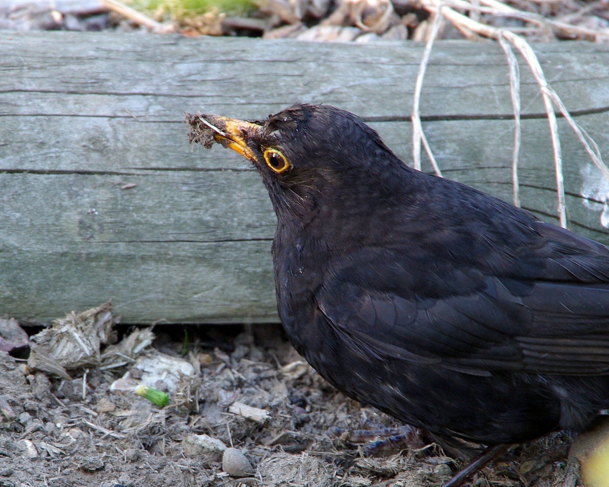 My mate up the allotment.