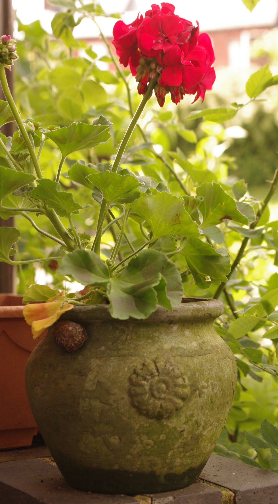 Old pot, Red Geranium, and Snail