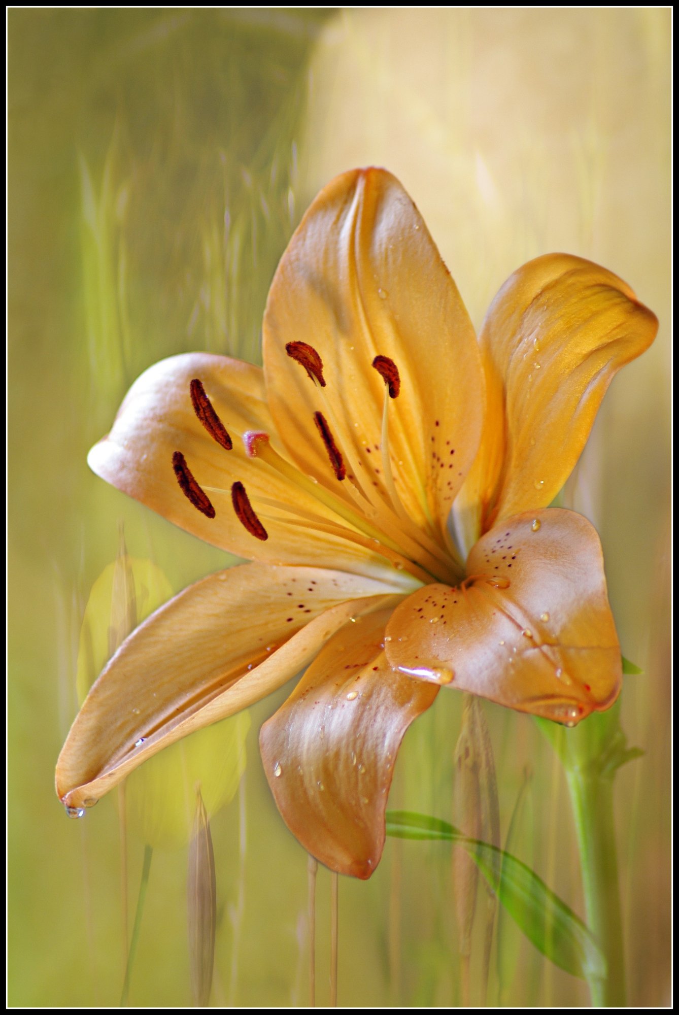 Pastel Lily