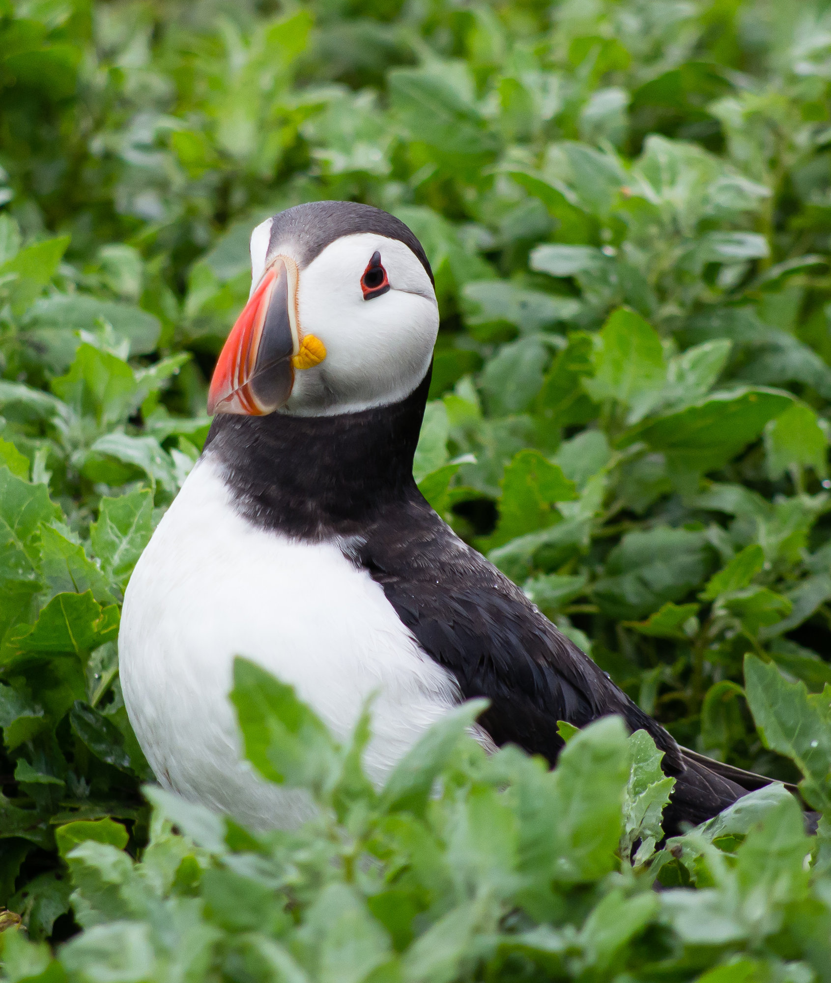 Puffin