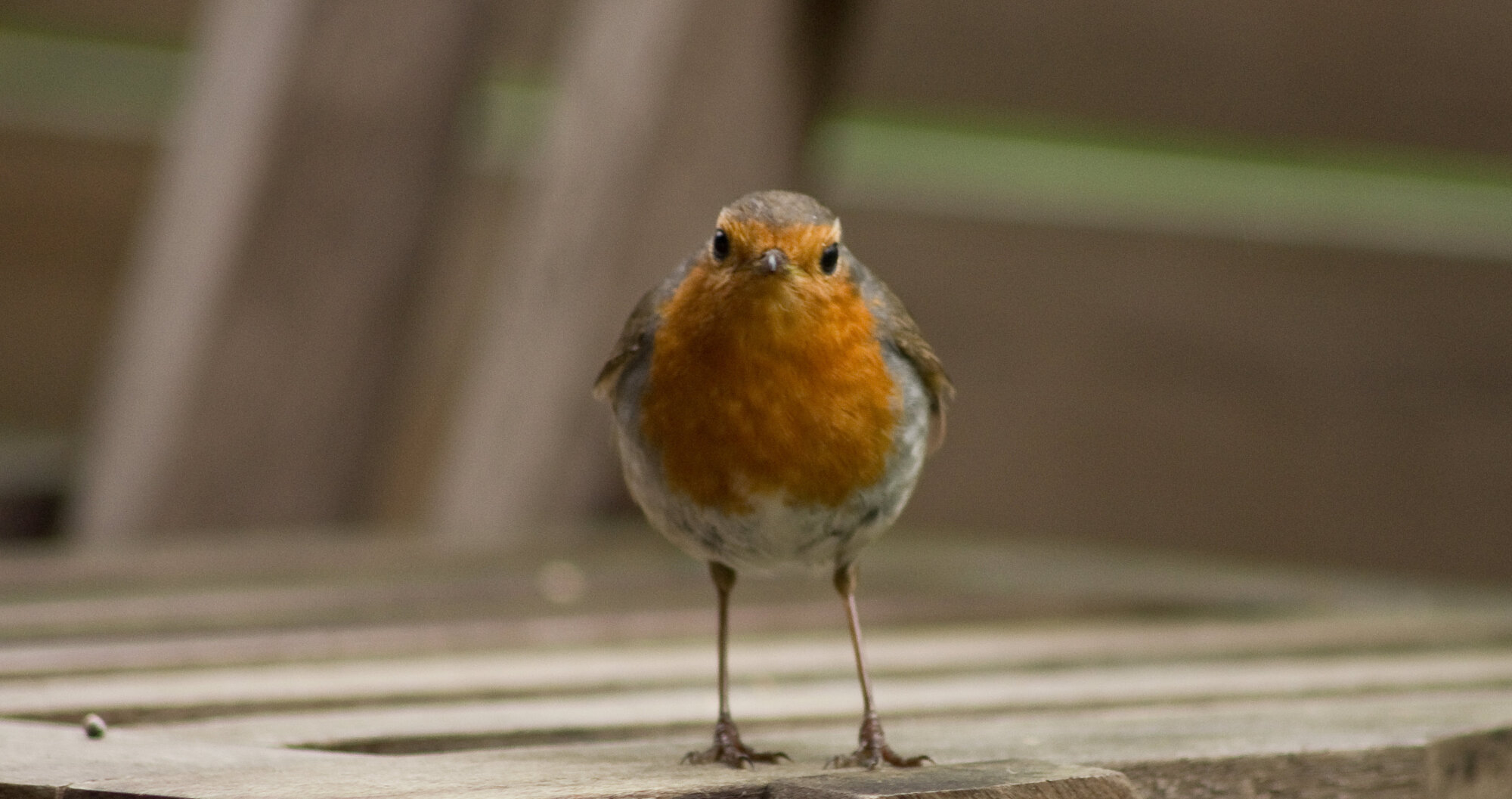 robin