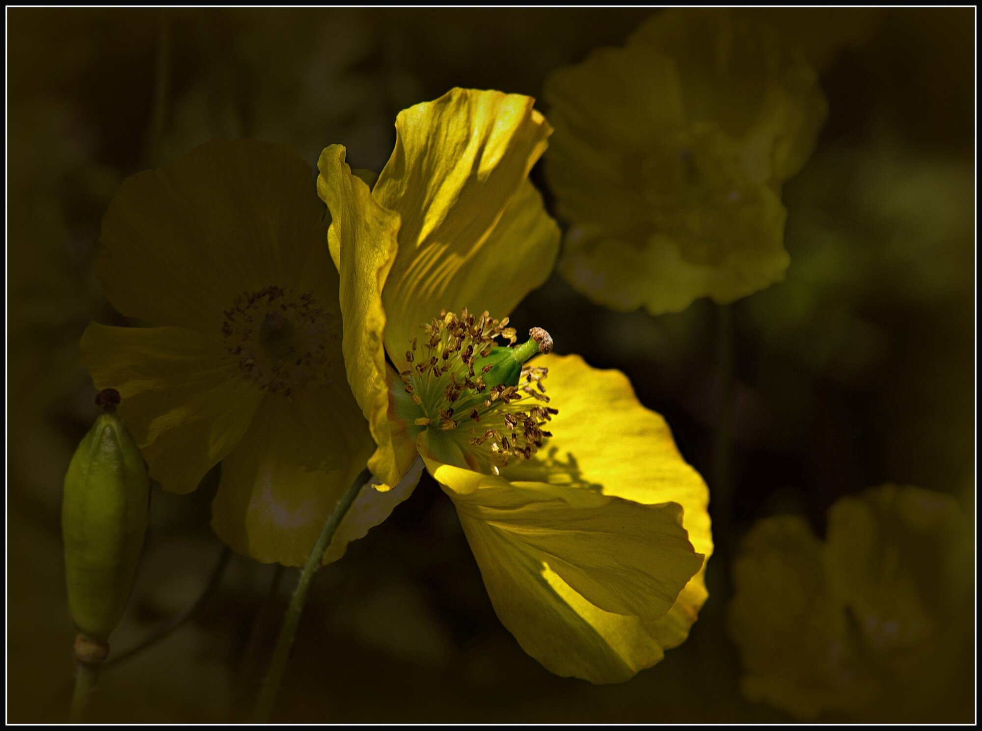 Shades of Gold