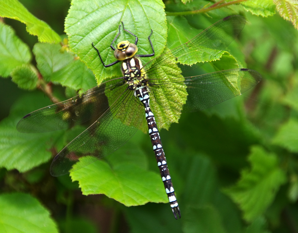 southern hawker