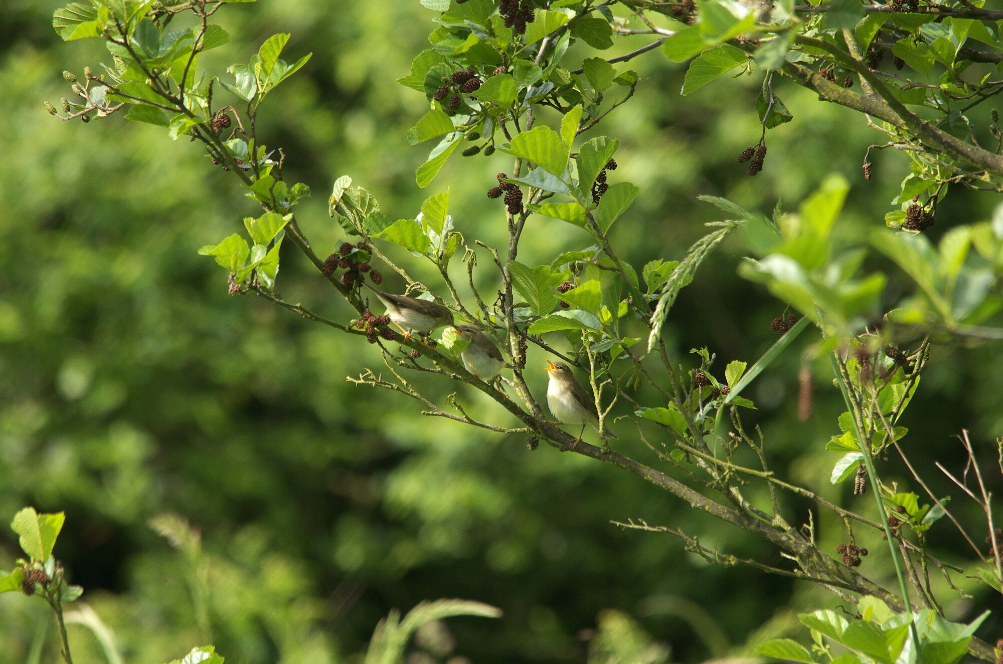 The Whitethroat family