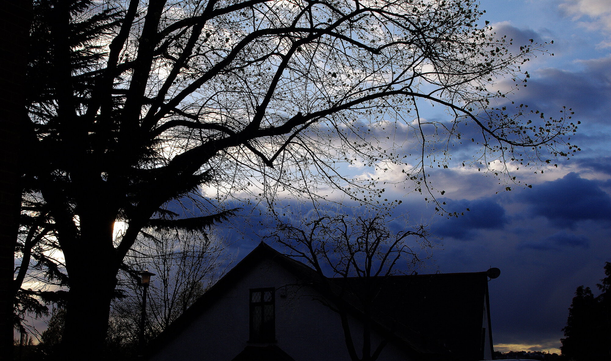 Tree and sky