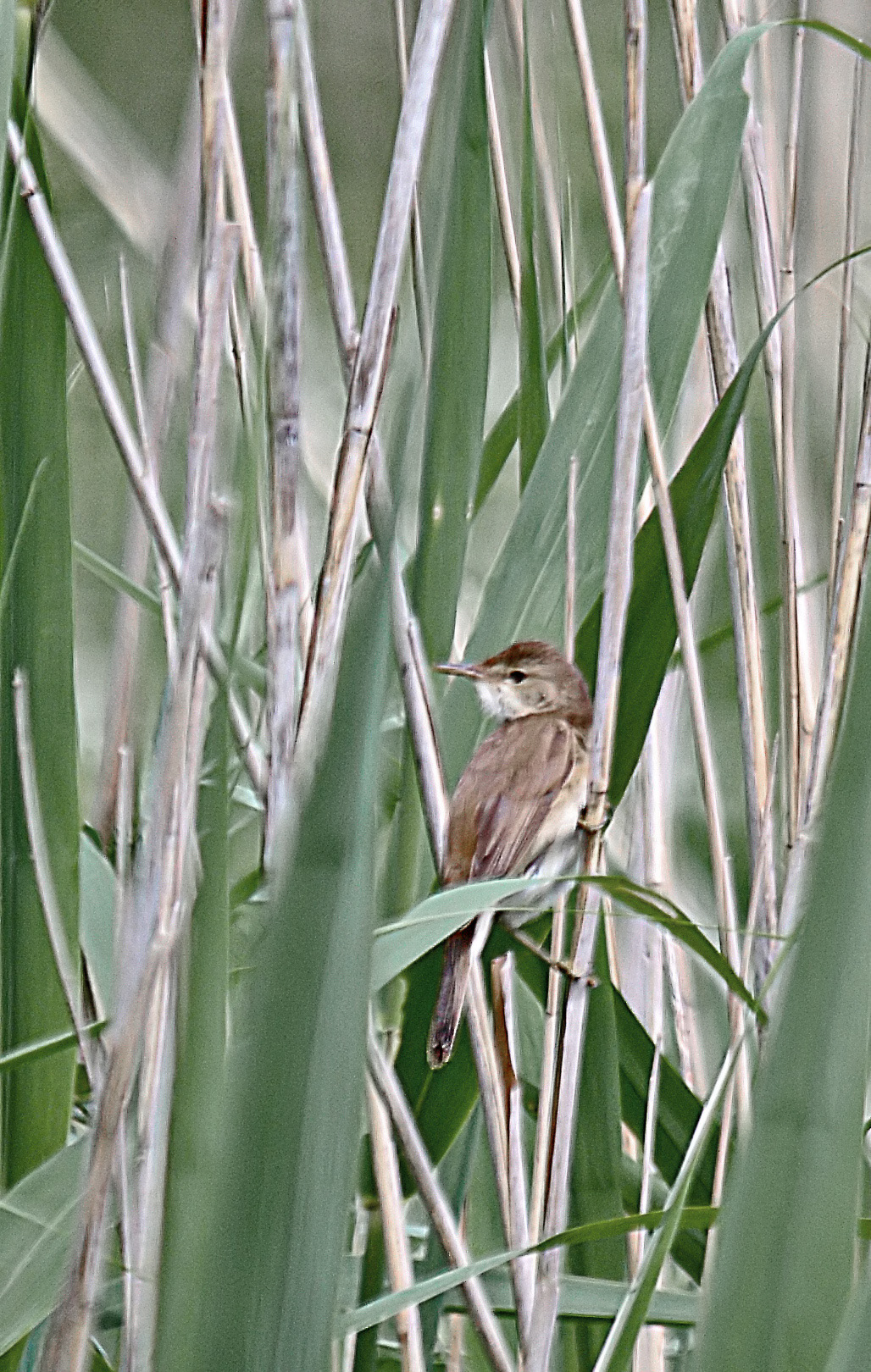 Warbler