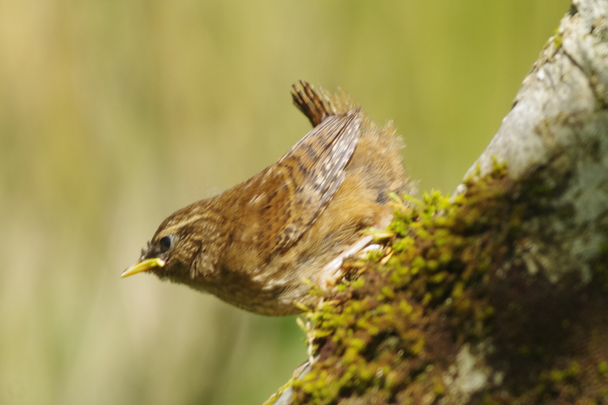 wren