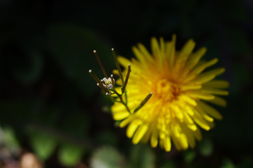 a flower