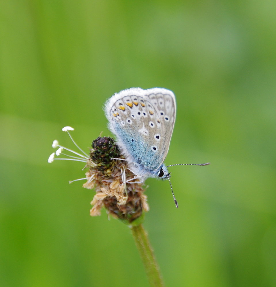 adonis blue