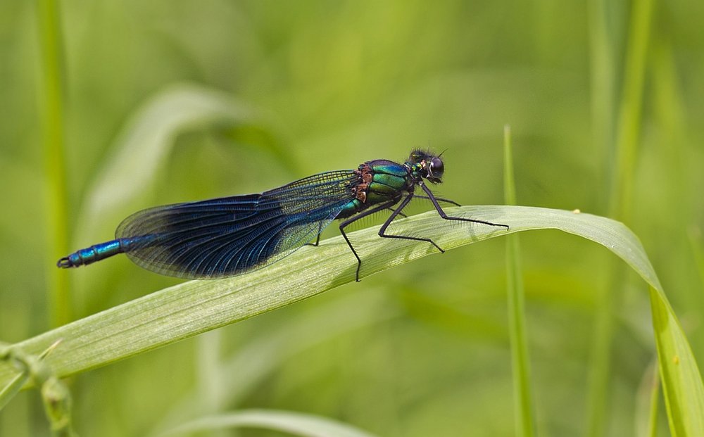 Banded Demoiselle