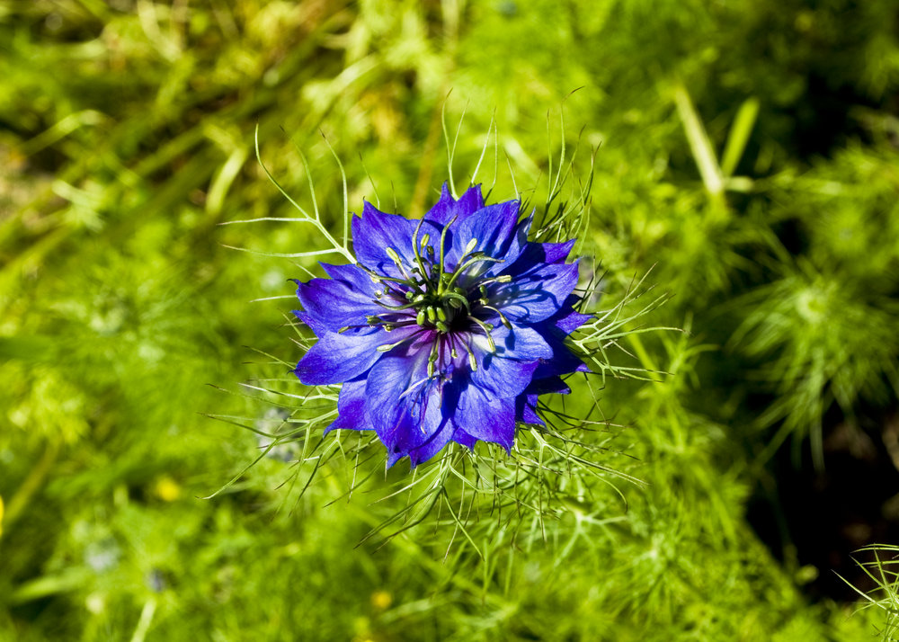 Blue Cornflower