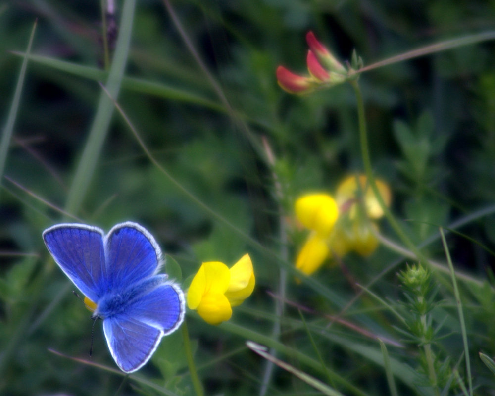 Blue